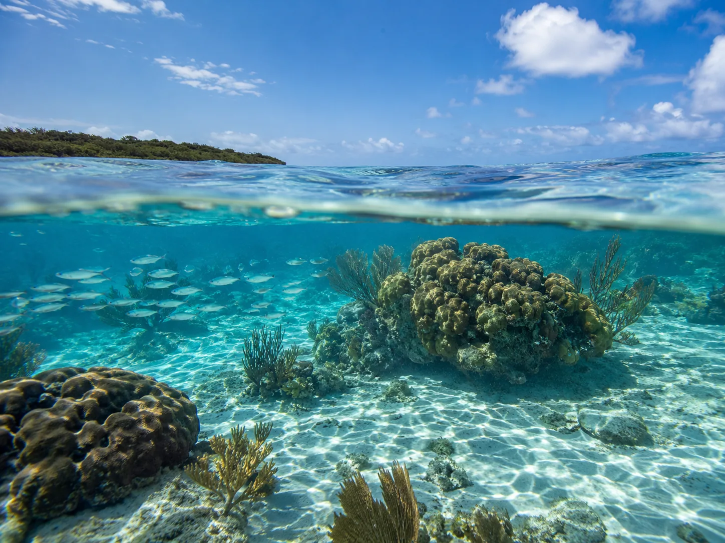 Un encuadre en dos niveles: coral y peces bajo la superficie, cielo y una costa baja arriba